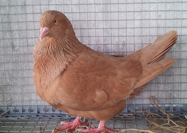 Bồ Câu Lai Cảnh