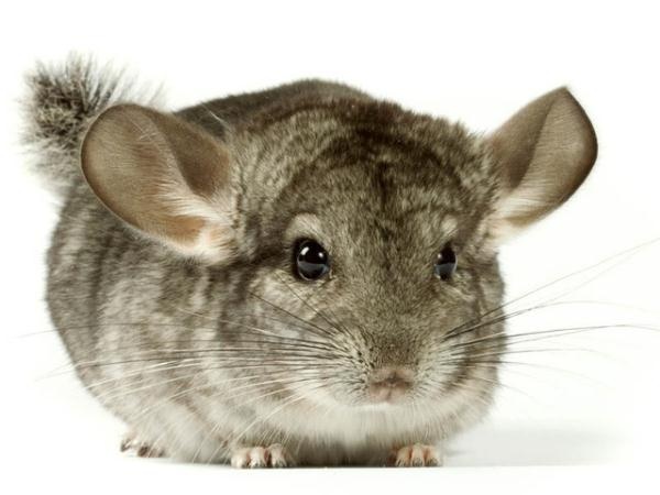 Thỏ Chinchilla