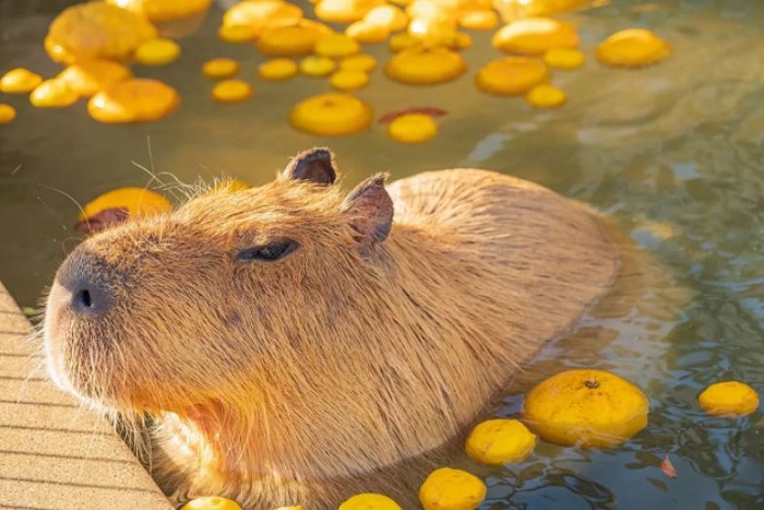 Chuột lang nước Capybara Hải Mộc Lâm