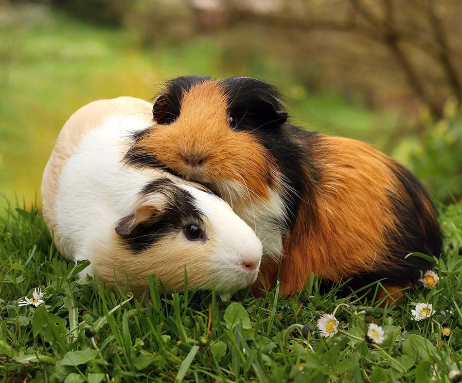Chuột lang Guinea Pig