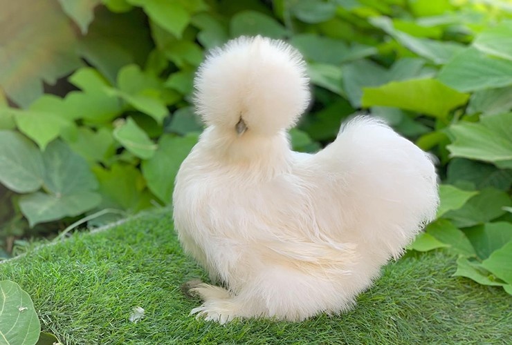 Gà Lông Xù Silkie