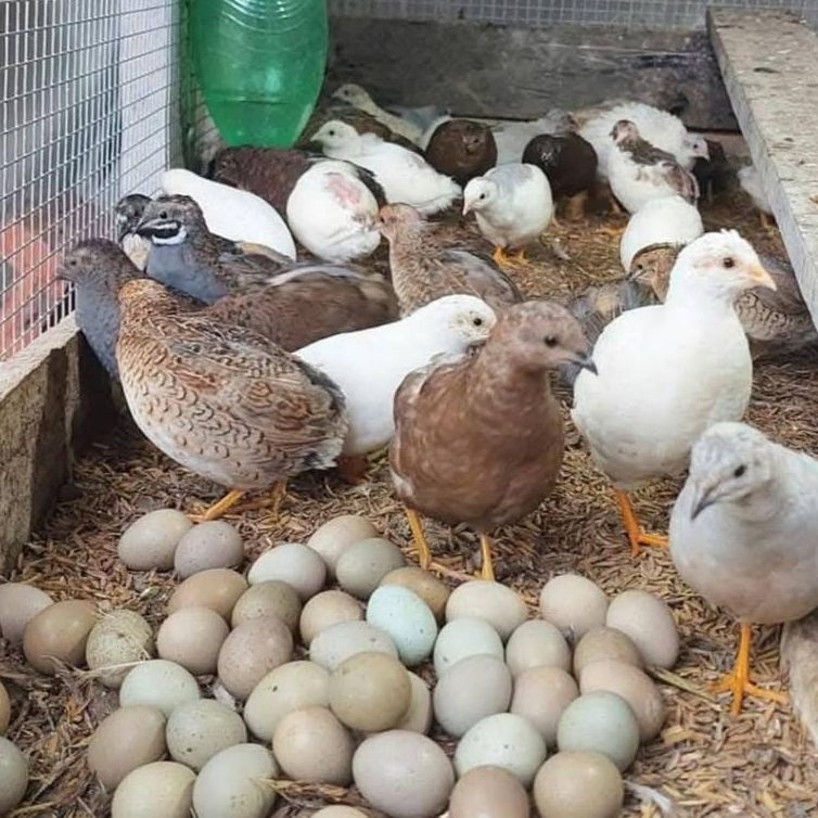 Gà Rutin cảnh Hải Mộc Lâm