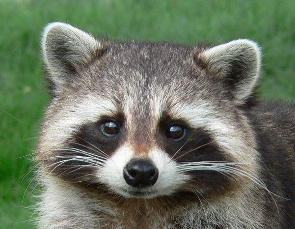 Gấu mèo Raccoon dễ thương Hải Mộc Lâm
