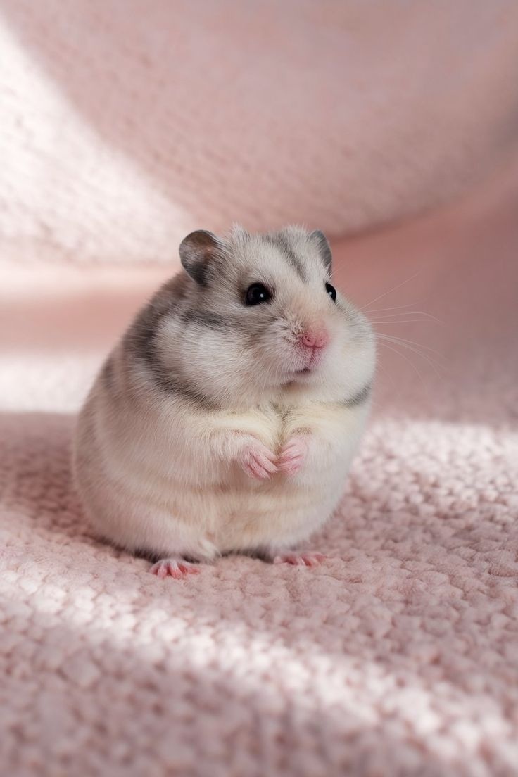 Hamster thú cưng nhỏ