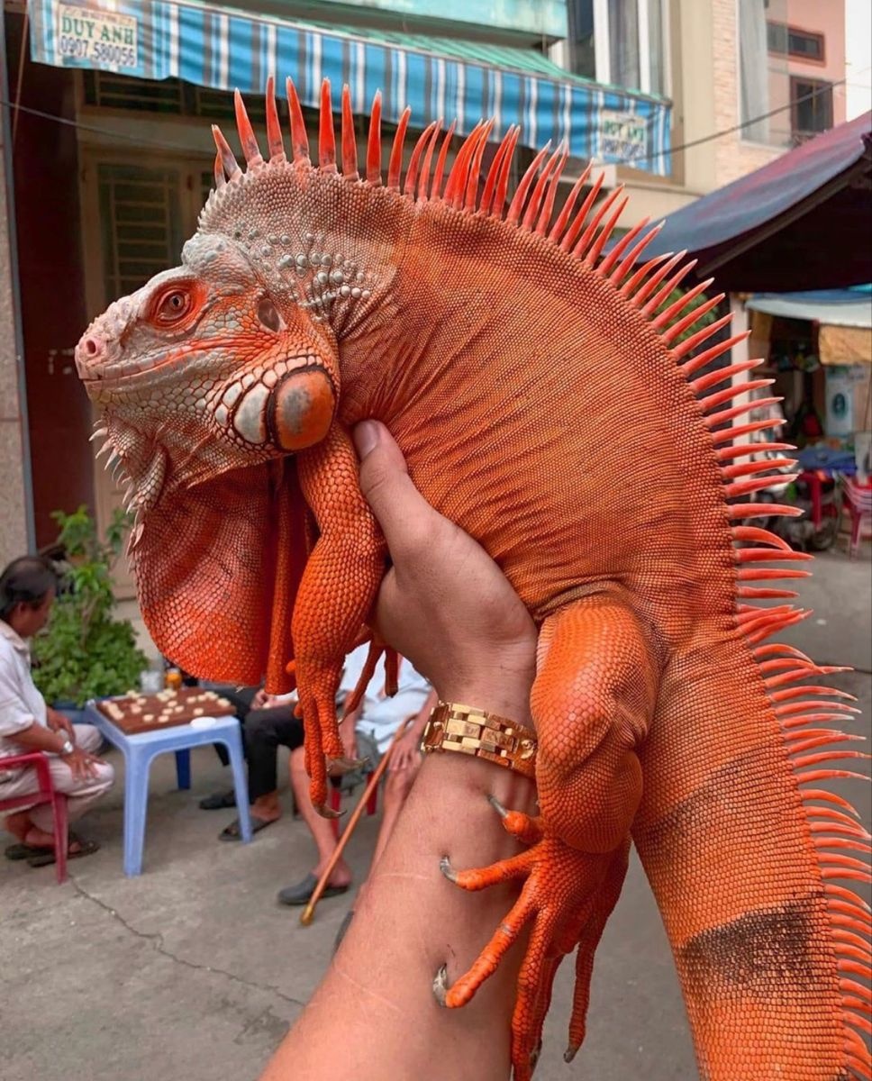 Rồng Nam Mỹ Iguana