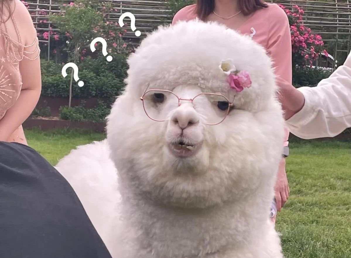Lạc đà Alpaca lông xù farmstay Hải Mộc Lâm