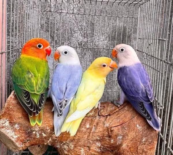 Lovebird