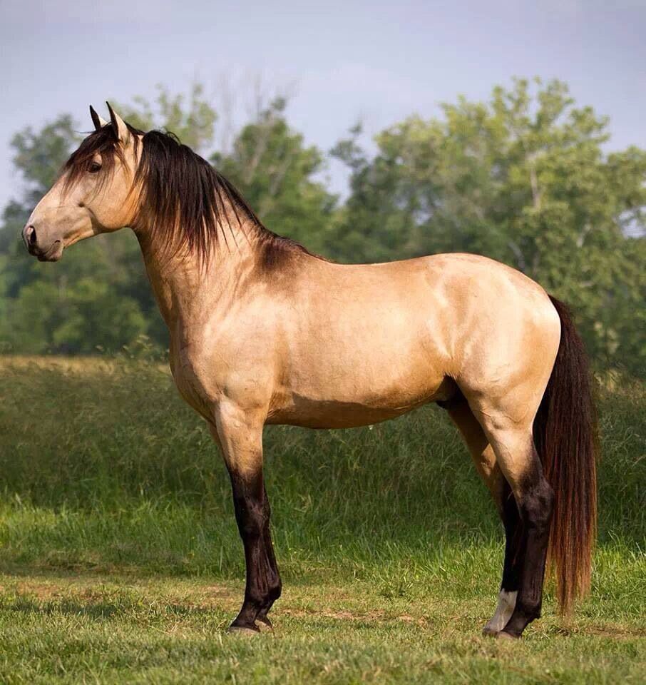 Ngựa Cảnh Buckskin