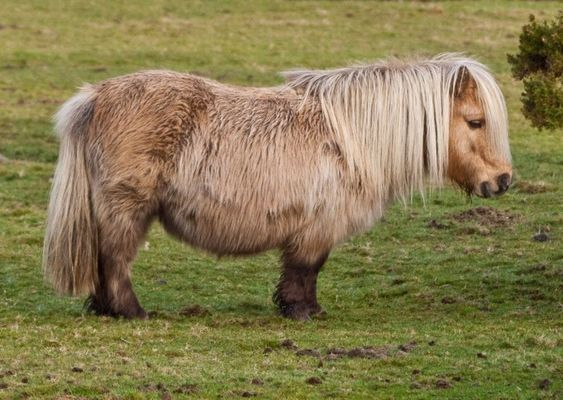 Ngựa lùn Pony Shetland farmstay Hải Mộc Lâm