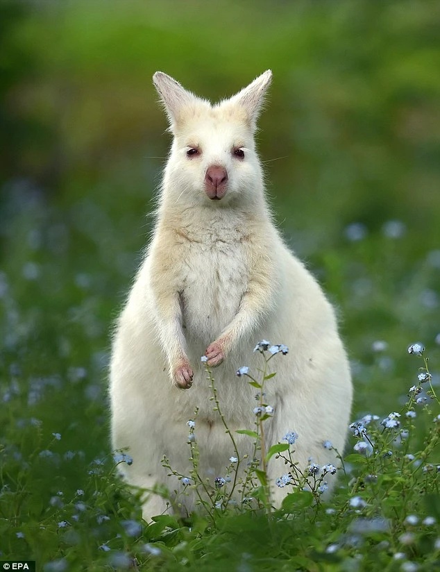 Wallaby Albino