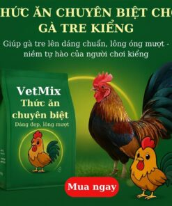 Gà Tre 1.5kg