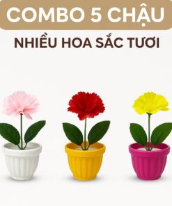 COMBO 3 CHẬU HOA 1 BÔNG
